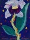 Orchid, small